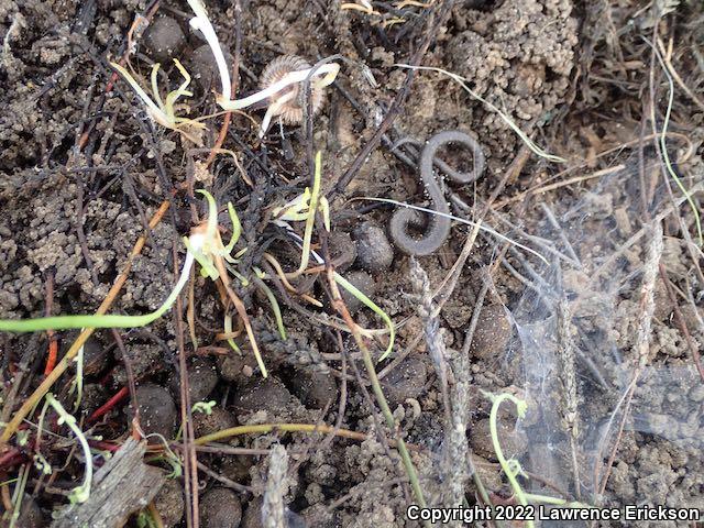 Gabilan Mountains Slender Salamander (Batrachoseps gavilanensis)