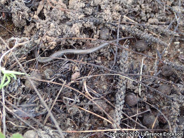 Gabilan Mountains Slender Salamander (Batrachoseps gavilanensis)