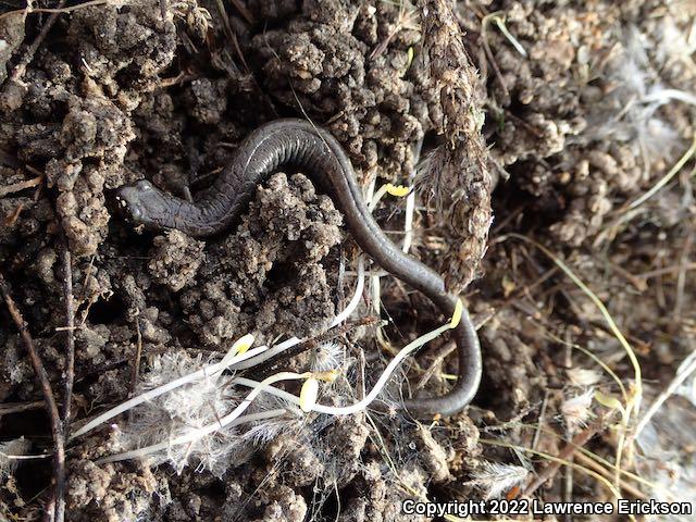 Gabilan Mountains Slender Salamander (Batrachoseps gavilanensis)