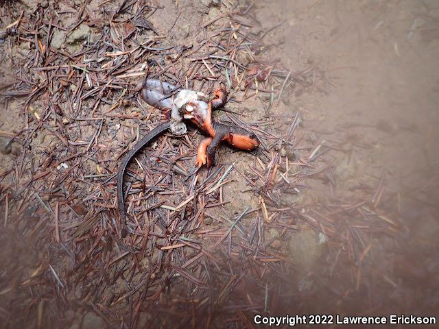 Red-bellied Newt (Taricha rivularis)