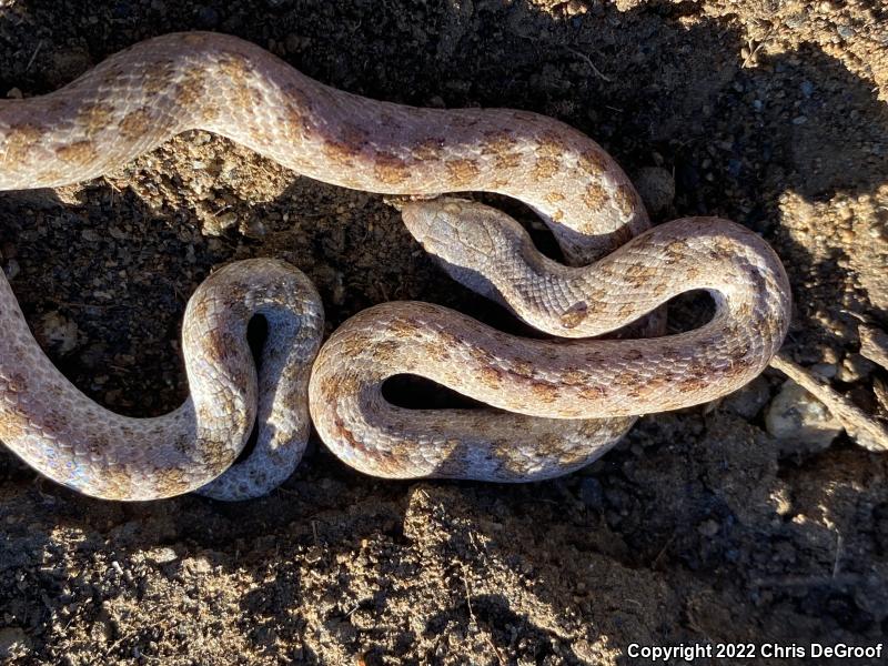 San Diego Nightsnake (Hypsiglena ochrorhyncha klauberi)