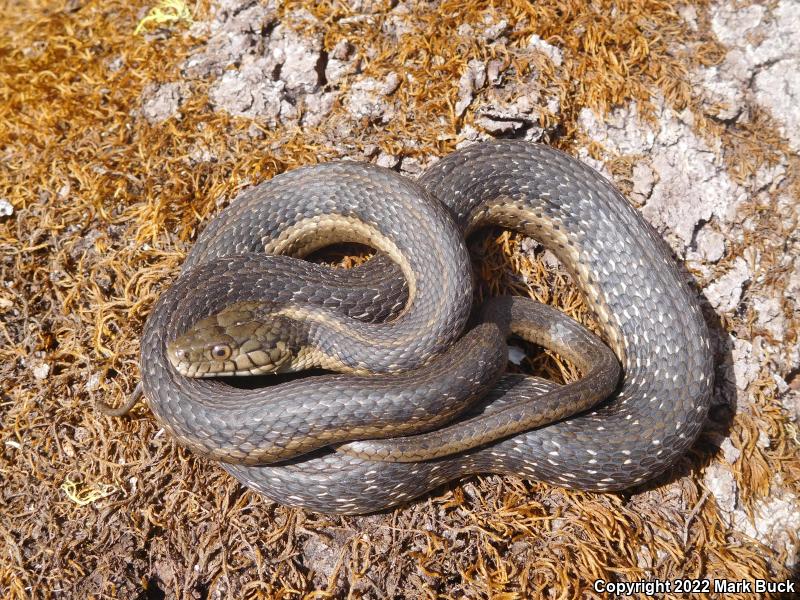 Sierra Gartersnake (Thamnophis couchii)