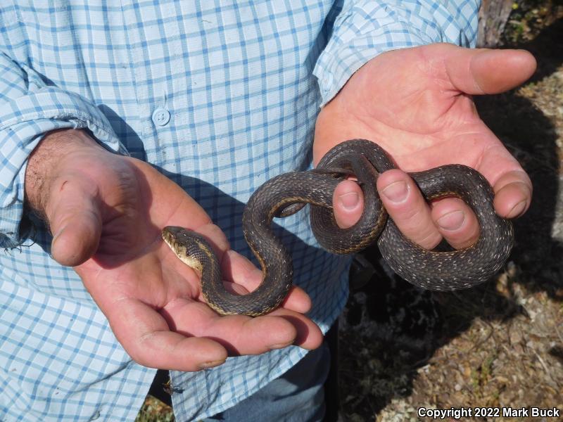 Sierra Gartersnake (Thamnophis couchii)