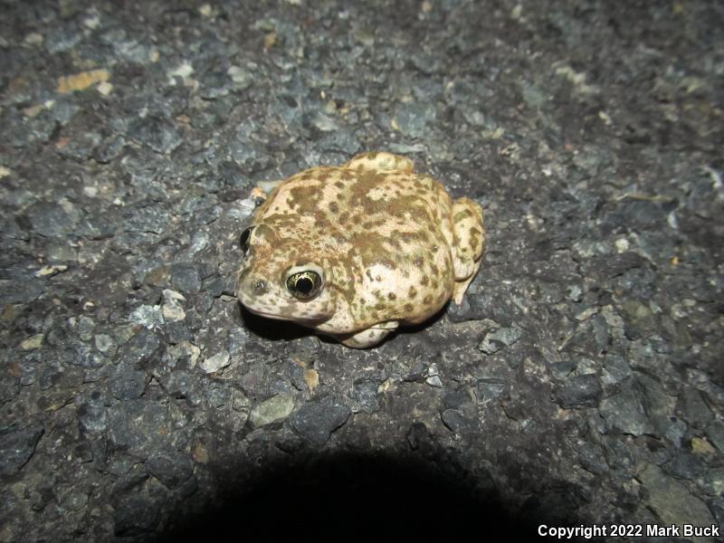 Western Spadefoot (Spea hammondii)