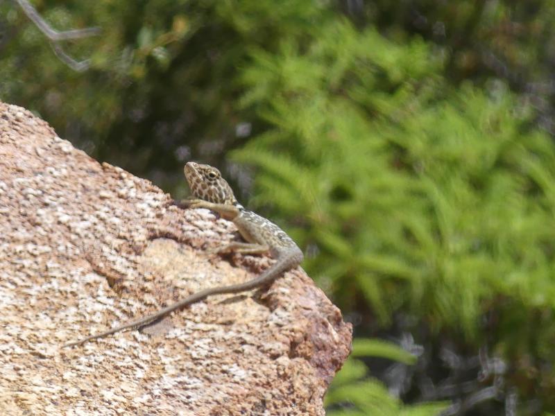 Baja California Collared Lizard (Crotaphytus vestigium)