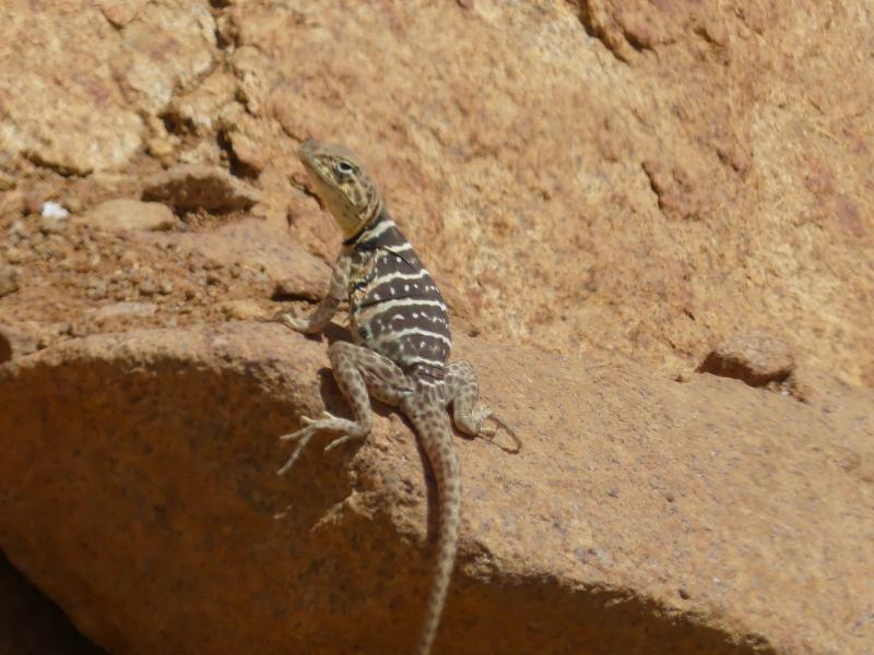 Baja California Collared Lizard (Crotaphytus vestigium)