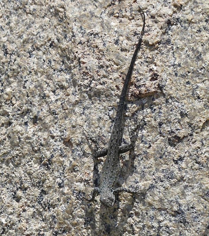 Black-tailed Brush Lizard (Urosaurus nigricaudus)