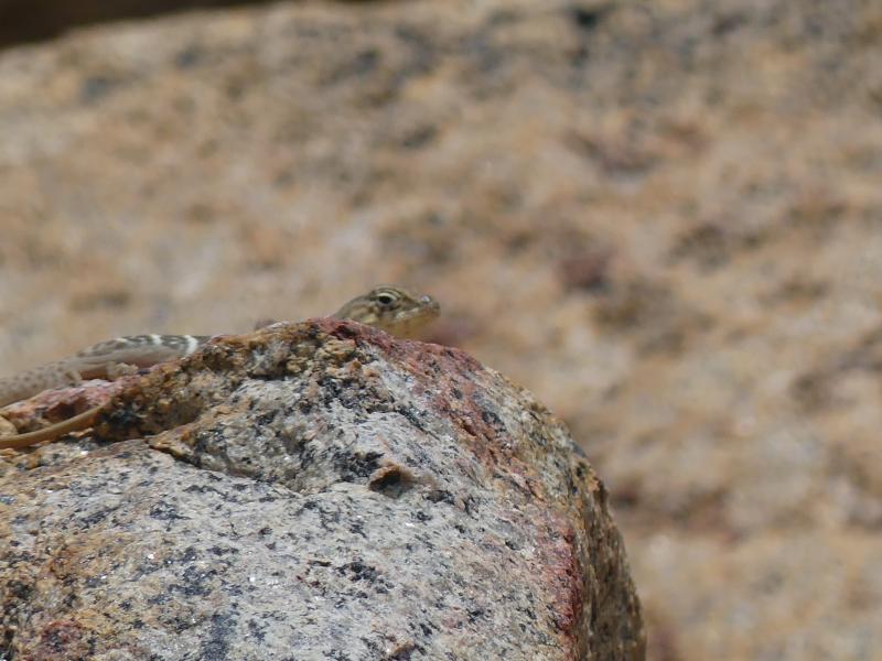 Baja California Collared Lizard (Crotaphytus vestigium)