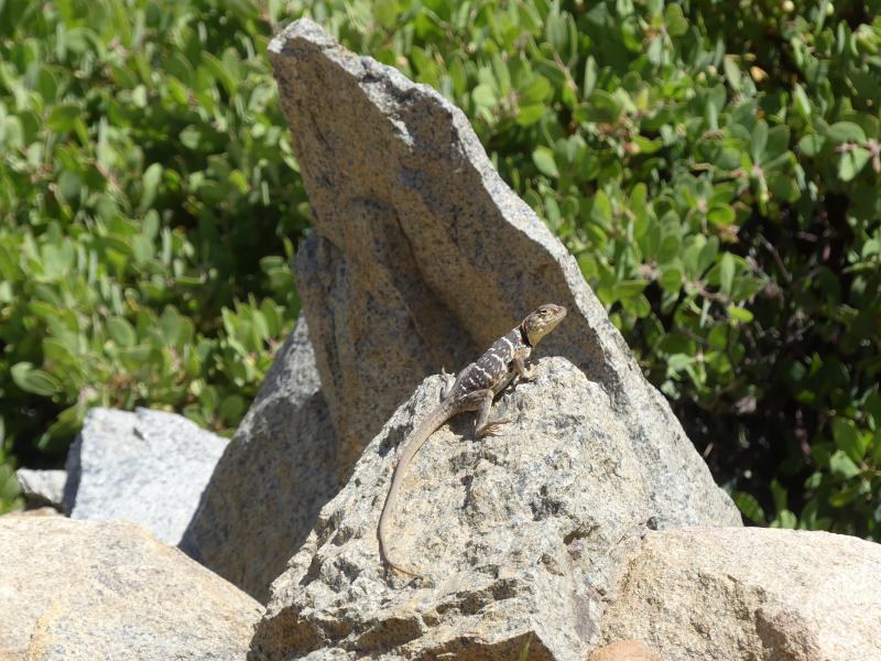 Baja California Collared Lizard (Crotaphytus vestigium)