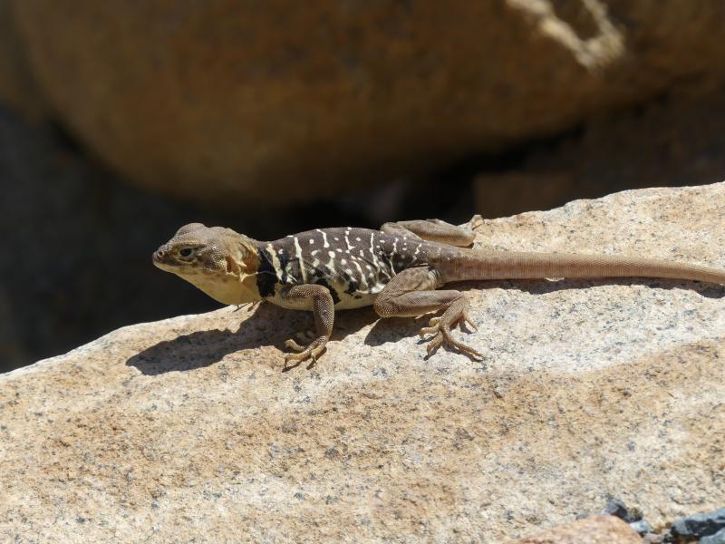 Baja California Collared Lizard (Crotaphytus vestigium)