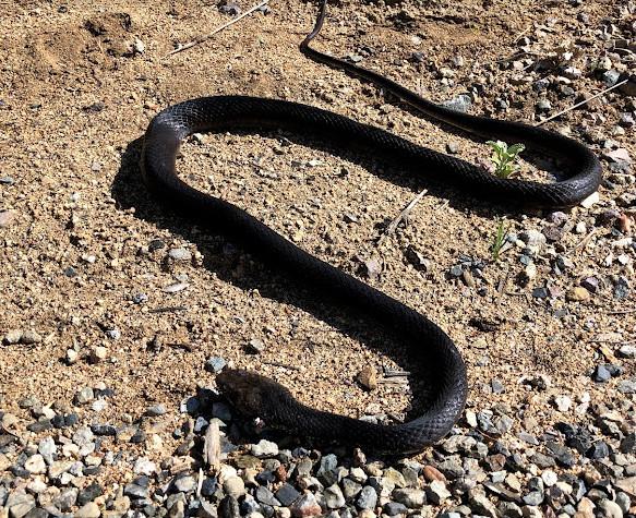 Baja California Coachwhip (Coluber fuliginosus)