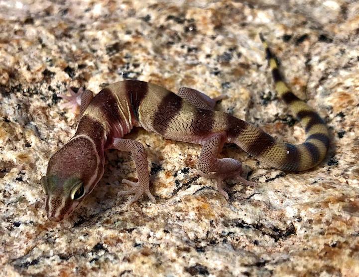 San Diego Banded Gecko (Coleonyx variegatus abbotti)