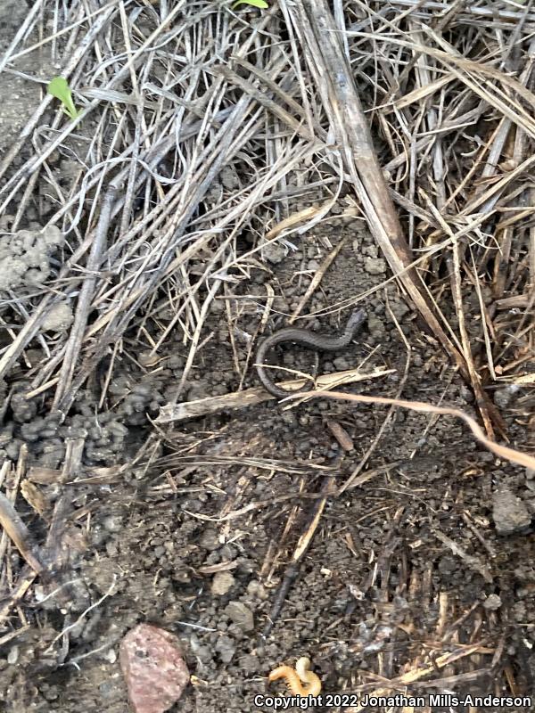 Black-bellied Slender Salamander (Batrachoseps nigriventris)