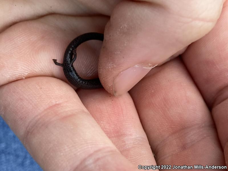 Black-bellied Slender Salamander (Batrachoseps nigriventris)