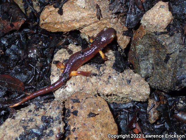 Yellow-eyed Ensatina (Ensatina eschscholtzii xanthoptica)