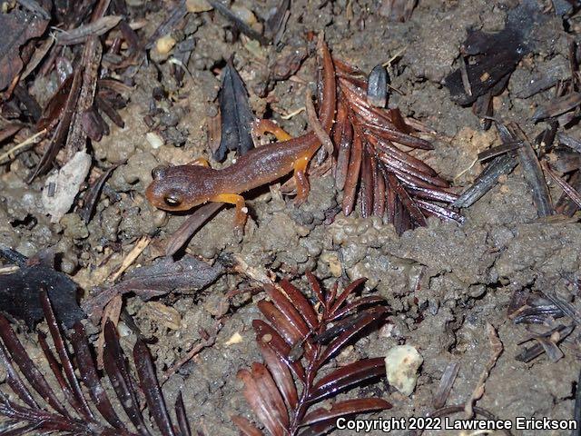 Yellow-eyed Ensatina (Ensatina eschscholtzii xanthoptica)