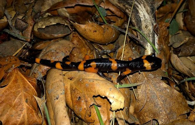 Large-blotched Ensatina (Ensatina eschscholtzii klauberi)