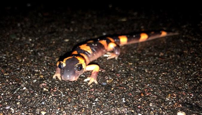 Large-blotched Ensatina (Ensatina eschscholtzii klauberi)