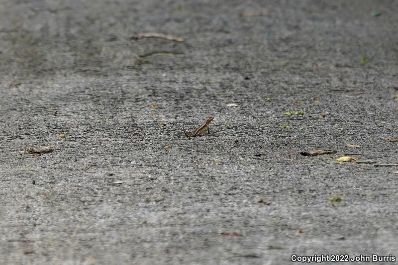 Yellow-spotted Spiny Lizard (Sceloporus chrysostictus)