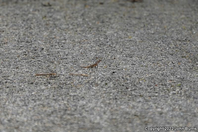 Yellow-spotted Spiny Lizard (Sceloporus chrysostictus)