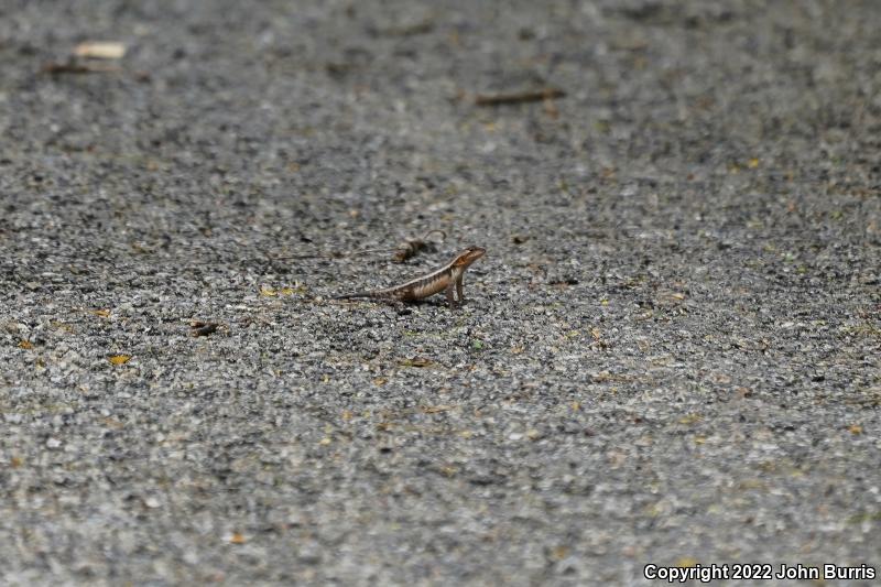 Yellow-spotted Spiny Lizard (Sceloporus chrysostictus)