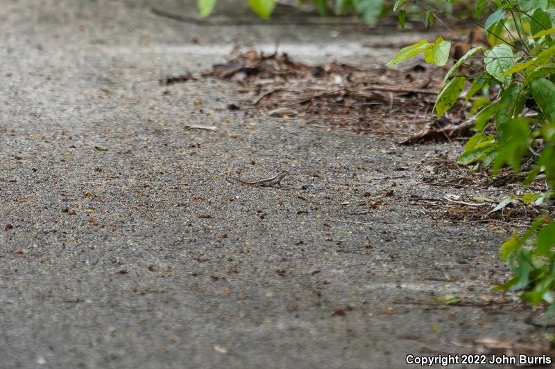 Yellow-spotted Spiny Lizard (Sceloporus chrysostictus)