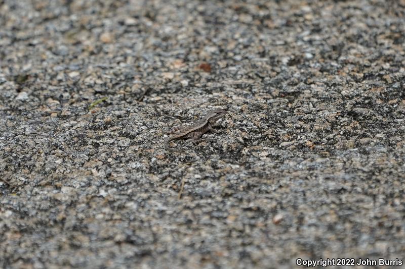 Yellow-spotted Spiny Lizard (Sceloporus chrysostictus)