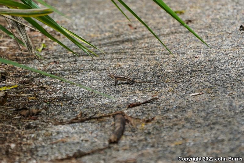 Yellow-spotted Spiny Lizard (Sceloporus chrysostictus)