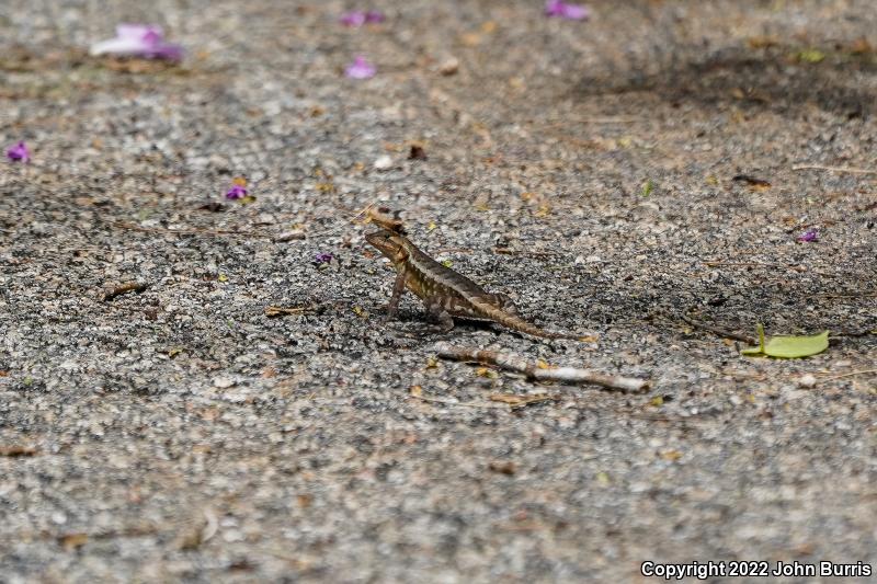 Yellow-spotted Spiny Lizard (Sceloporus chrysostictus)