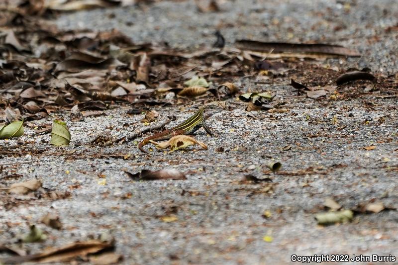 Yucatán Whiptail (Aspidoscelis angusticeps)