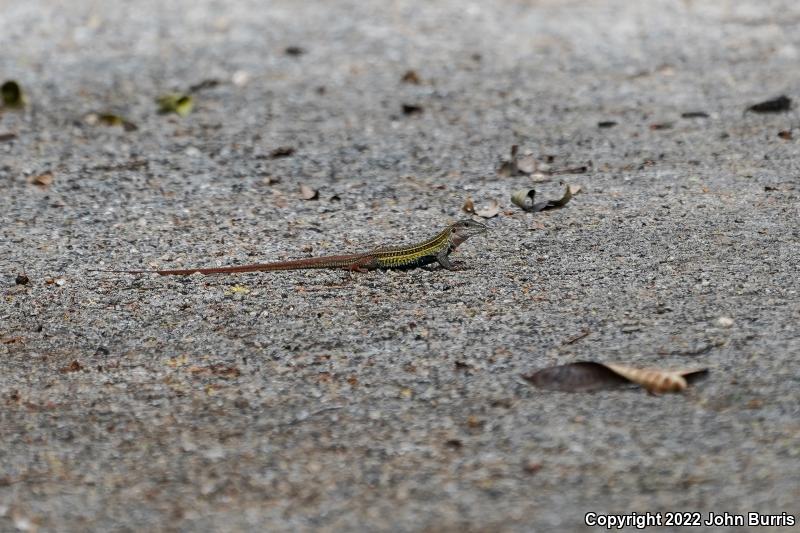 Yucatán Whiptail (Aspidoscelis angusticeps)