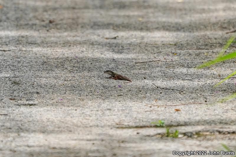 Yucatán Whiptail (Aspidoscelis angusticeps)