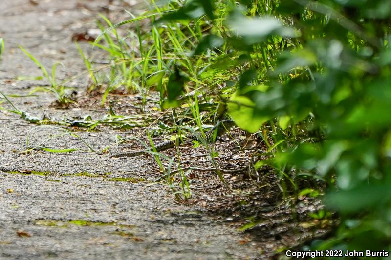 Rainbow Ameiva (Ameiva undulata)