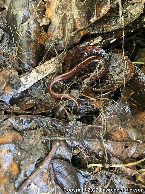 California Slender Salamander (Batrachoseps attenuatus)