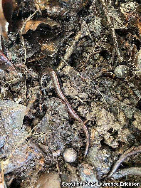 California Slender Salamander (Batrachoseps attenuatus)