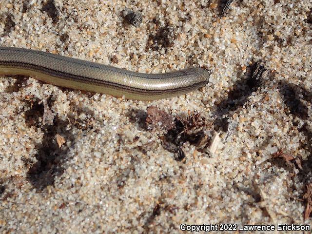 California Legless Lizard (Anniella pulchra)