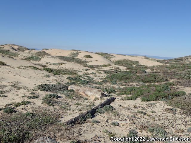 California Legless Lizard (Anniella pulchra)