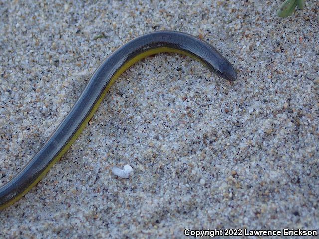 California Legless Lizard (Anniella pulchra)