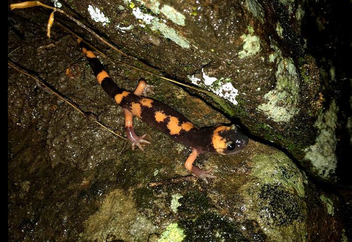 Large-blotched Ensatina (Ensatina eschscholtzii klauberi)