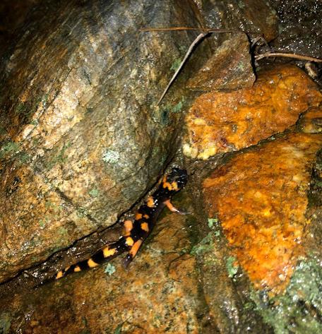 Large-blotched Ensatina (Ensatina eschscholtzii klauberi)