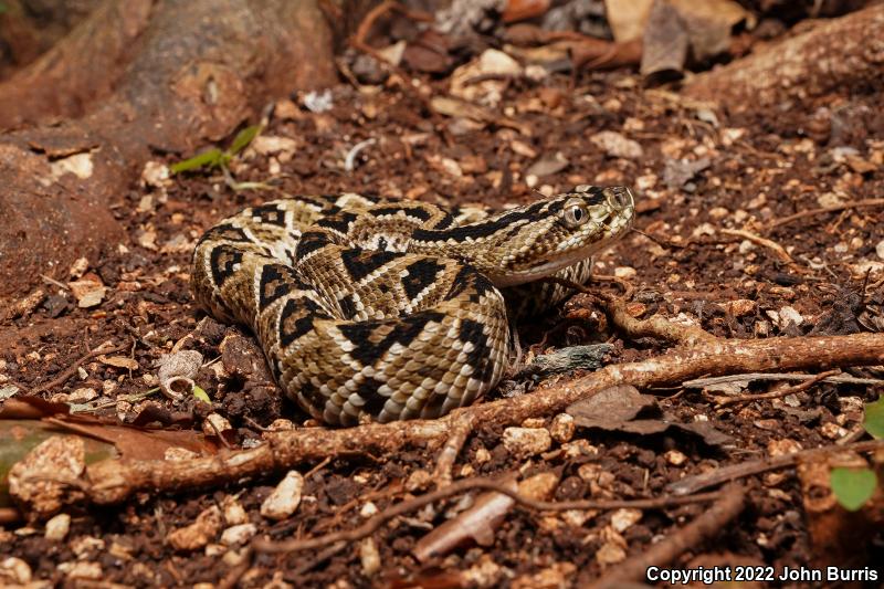 Tzabcan Rattlesnake (Crotalus simus tzabcan)