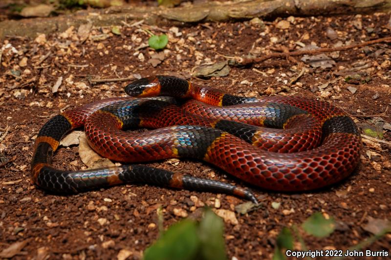 Variable Coralsnake (Micrurus diastema)