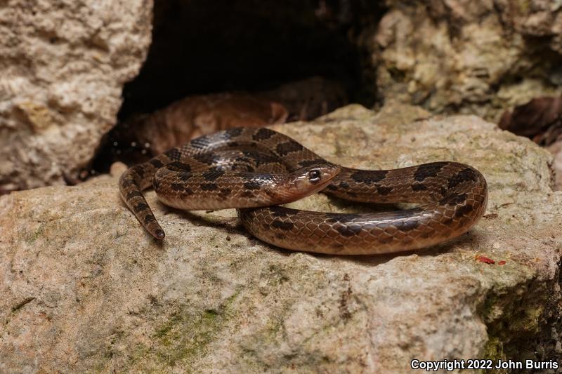 Blotched Hook-nosed Snake (Ficimia publia)