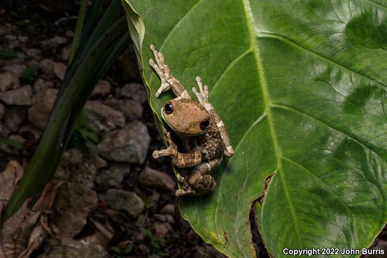 Veined Treefrog (Trachycephalus venulosus)