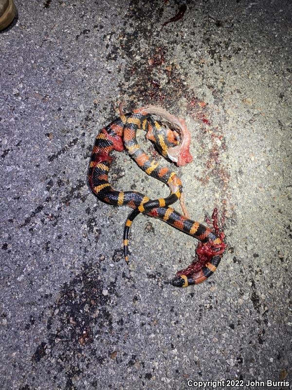 Guatemalan Milksnake (Lampropeltis triangulum abnorma)