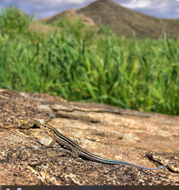 Belding's Orange-throated Whiptail (Aspidoscelis hyperythra beldingi)