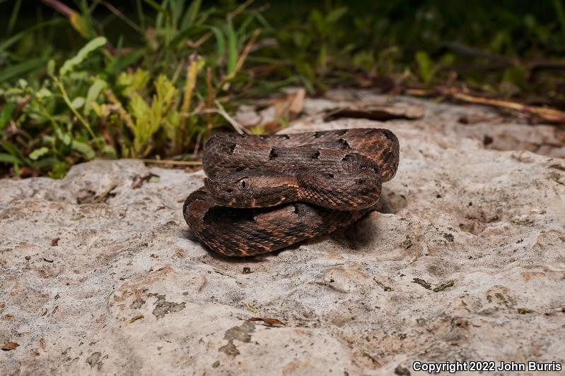 Yucatán Hog-nosed Pitviper (Porthidium yucatanicum)