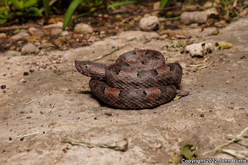 Yucatán Hog-nosed Pitviper (Porthidium yucatanicum)