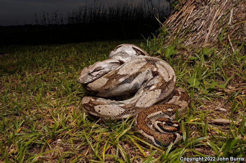 Mexican Boa Constrictor (Boa constrictor imperator)