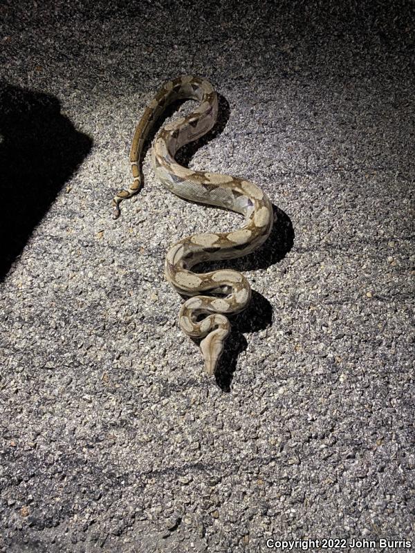 Mexican Boa Constrictor (Boa constrictor imperator)